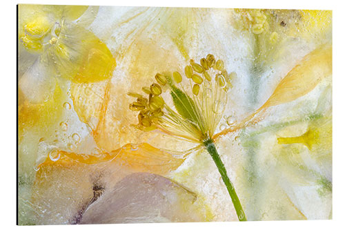 Aluminium print Welsh Poppy