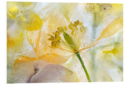 Foam board print Welsh Poppy