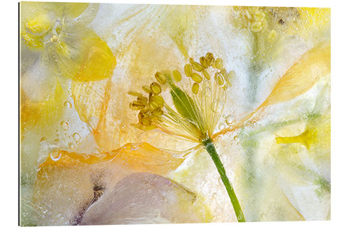 Gallery print Welsh Poppy