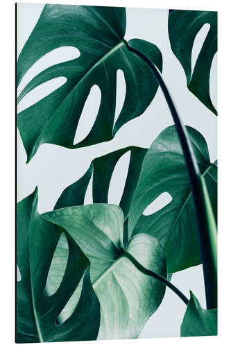 Aluminium print Monstera