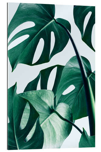 Galleriprint Monstera