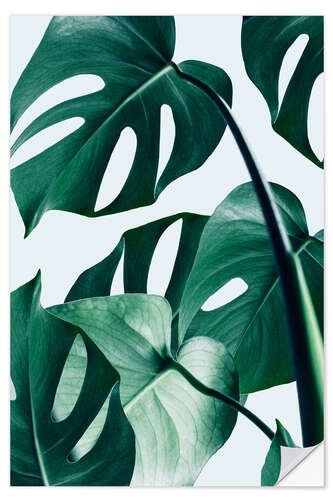 Wall sticker Monstera