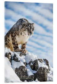 Akrylglastavla  Snow leopard (Panthera india) - Janette Hill