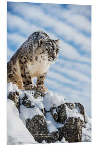 Foam board print Snow leopard (Panthera india)