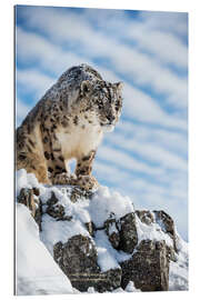 Galleriprint Snow leopard (Panthera india)