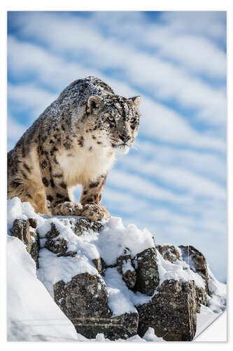 Självhäftande poster Snow leopard (Panthera india)