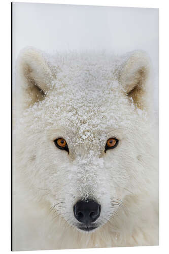 Aluminiumsbilde Arctic Wolf