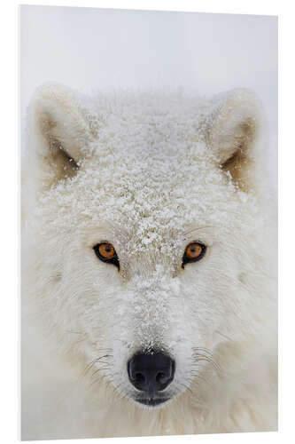 PVC-tavla Arctic Wolf