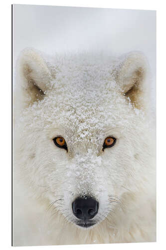 Gallery print Arctic Wolf