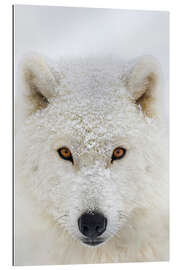 Galleritryk Arctic Wolf