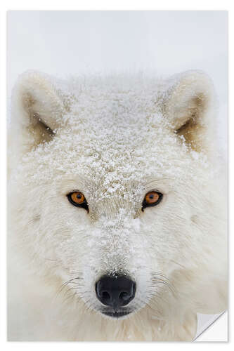 Selvklebende plakat Arctic Wolf