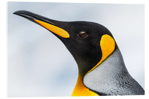 Akrylbilde King Penguin