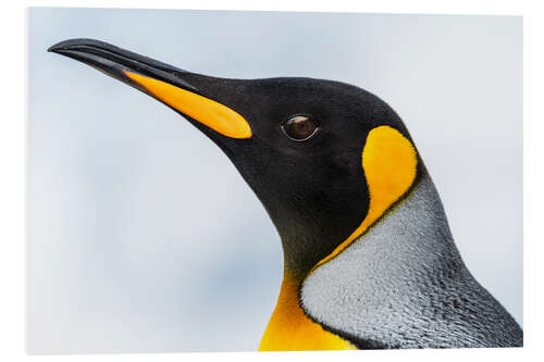 Stampa su PVC Close up of the head of a King Penguin (Aptenodytes patagonicus) with a black head and grey back wit