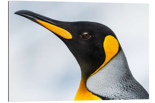 Gallery print King Penguin