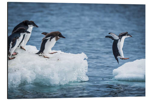 Cuadro de aluminio Pingüinos Adelia entre dos témpanos de hielo