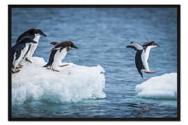 Gerahmter Kunstdruck Adeliepinguine zwischen zwei Eisschollen