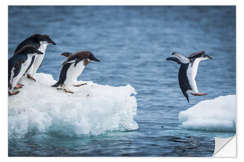 Vinilo para la pared Pingüinos Adelia entre dos témpanos de hielo