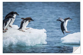 Autocolante decorativo Adelie penguins between two ice floes