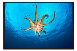 Gerahmter Kunstdruck Großer Blauer Krake
