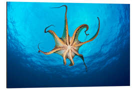 Magnettafel Großer Blauer Krake