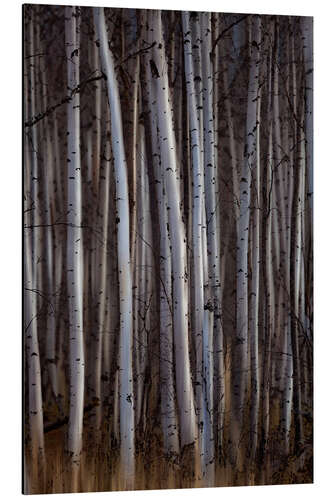 Aluminium print Forest of birch trees