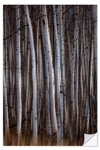 Wall sticker Forest of birch trees