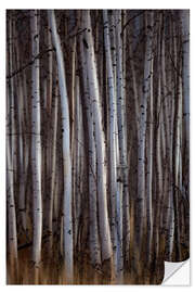 Wall sticker Forest of birch trees