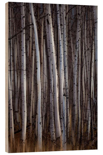 Wood print Forest of birch trees