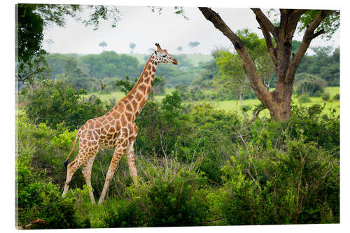 Acrylglasbild Giraffe in der Savanne