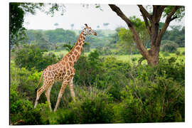 Aluminium print Giraffe in the savannah