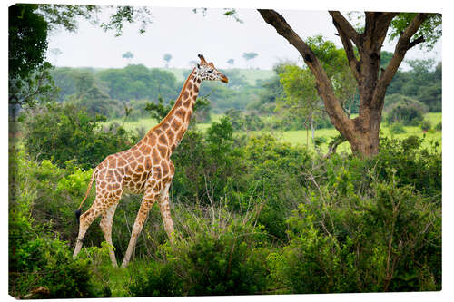 Canvas-taulu Giraffe in the savannah