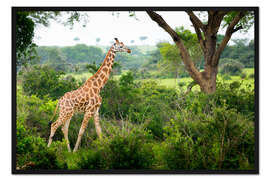 Gerahmter Kunstdruck Giraffe in der Savanne