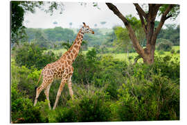 Gallery print Giraffe in the savannah