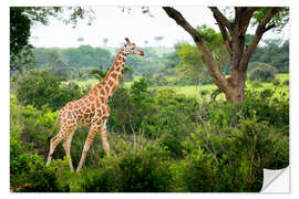 Selvklebende plakat Giraffe in the savannah