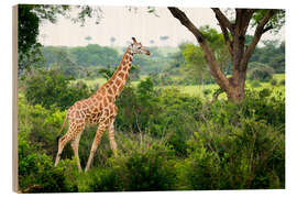 Wood print Giraffe in the savannah