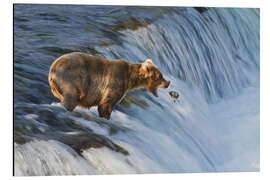 Aluminium print Brown bear with jumping red salmon