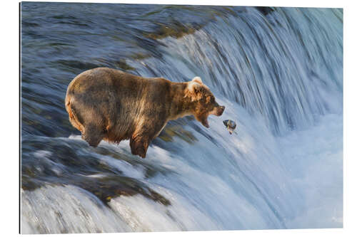 Gallery print Brown bear with jumping red salmon