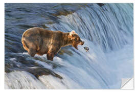 Selvklebende plakat Brown bear with jumping red salmon