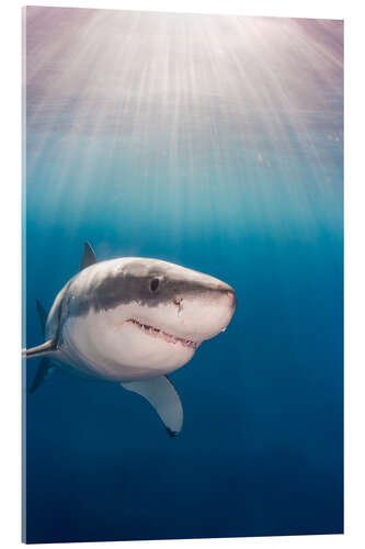 Akrylbilde Great white shark