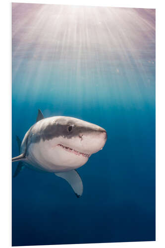 Foam board print Great white shark