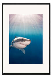 Gerahmter Kunstdruck Großer weißer Hai