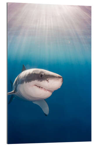 Tableau en plexi-alu Grand requin blanc