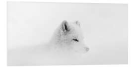 Foam board print Arctic fox in a snowstorm