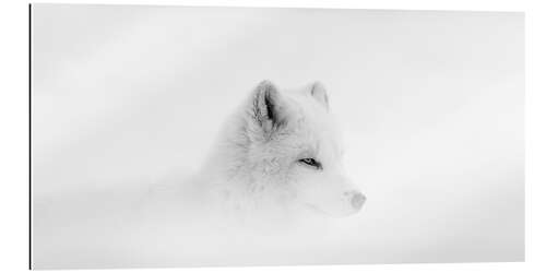 Gallery print Arctic fox in a snowstorm