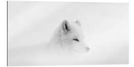 Galleritryk Arctic fox in a snowstorm