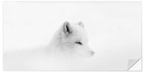 Selvklebende plakat Arctic fox in a snowstorm