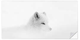 Naklejka na ścianę Arctic fox in a snowstorm