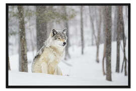 Gerahmter Kunstdruck philosophierender Wolf
