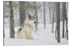 Magnettafel philosophierender Wolf