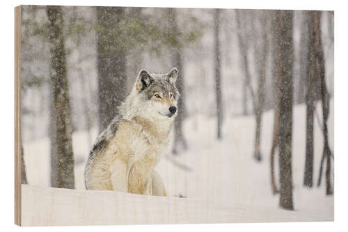 Wood print philosophical wolf